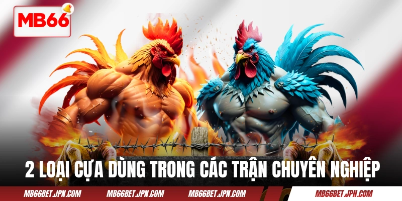 2 loại cựa được dùng trong các trận chuyên nghiệp