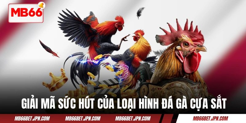 Giải mã sức hút của loại hình đá gà cựa sắt