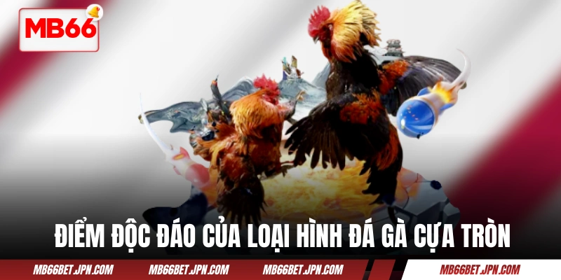 Điểm độc đáo của loại hình đá gà cựa tròn