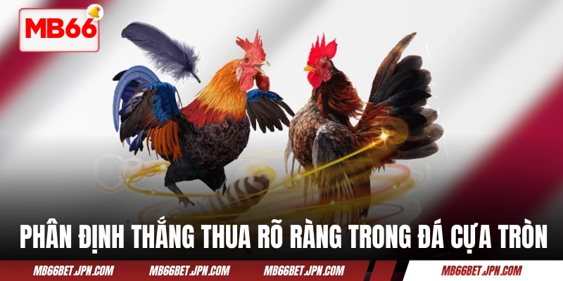 Phân định thắng thua rõ ràng trong đá cựa tròn