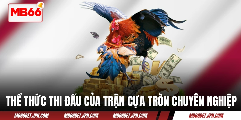 Thể thức thi đấu của trận cựa tròn chuyên nghiệp