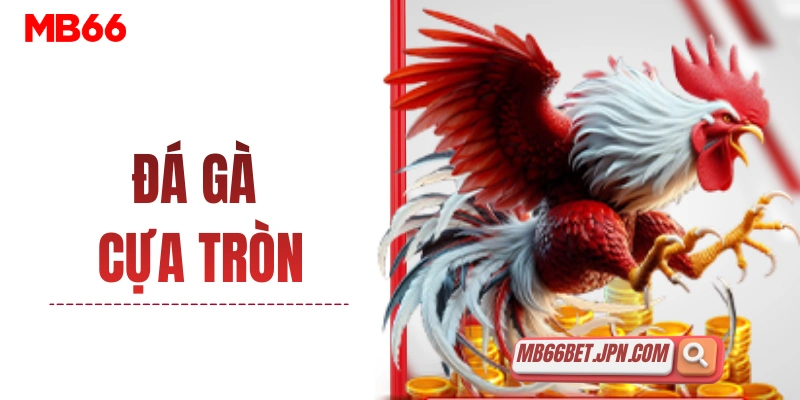 da ga cua tron thumbnail