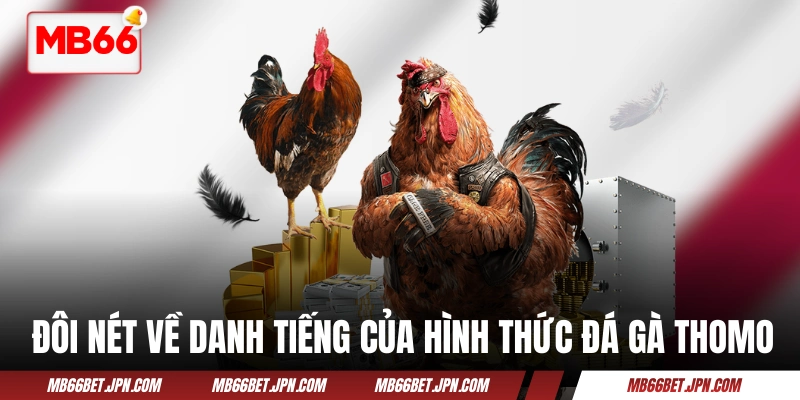 Đôi nét về danh tiếng của hình thức đá gà Thomo