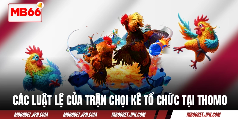 Các luật lệ của trận chọi kê tổ chức tại Thomo