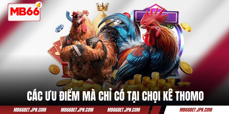 Các ưu điểm mà chỉ có tại chọi kê Thomo