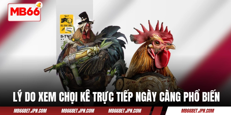 Lý do xem chọi kê trực tiếp ngày càng phổ biến