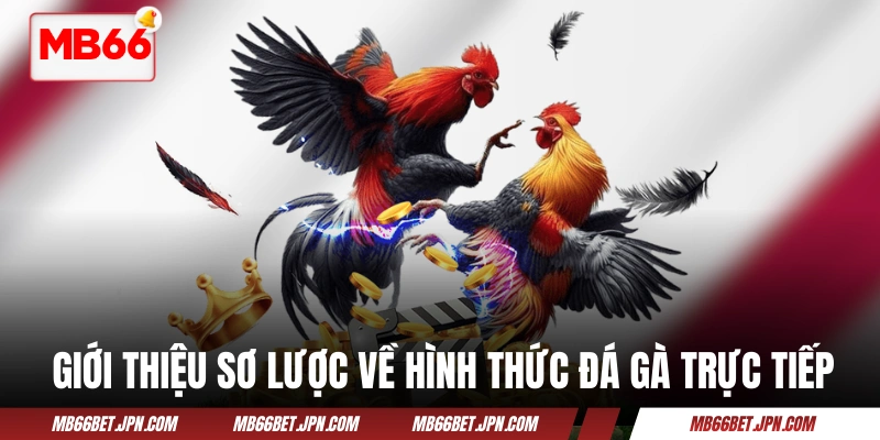 Thông tin giới thiệu về bộ môn đá gà trực tiếp trứ danh