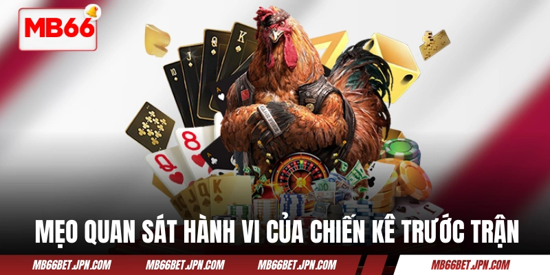 Mẹo quan sát hành vi của chiến kê trước trận