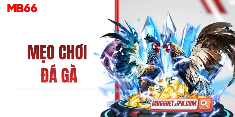 meo choi da ga thumbnail